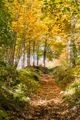LA MAGIA D'AUTUNNO IN TRENTINO